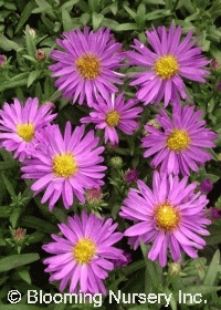 Aster dumosus 'Daniella'                          